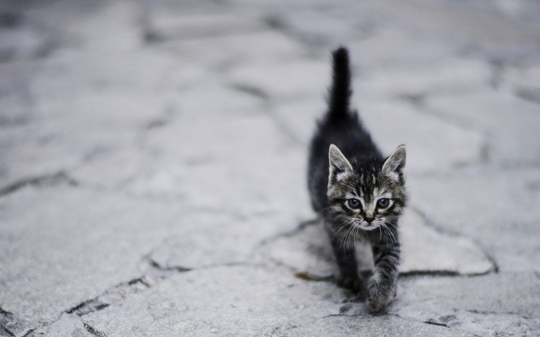 ¿Qué es un gato callejero?