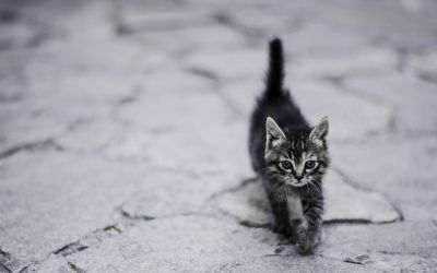 ¿Qué es un gato callejero?