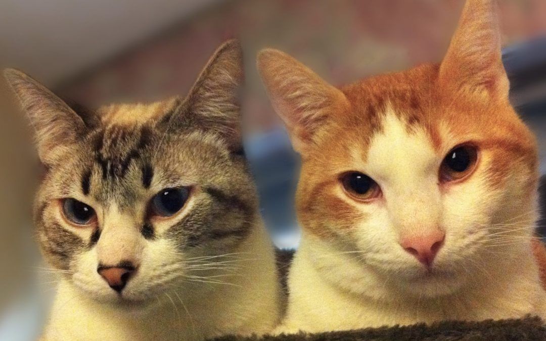 Los gatos positivos tenemos derecho a la vida